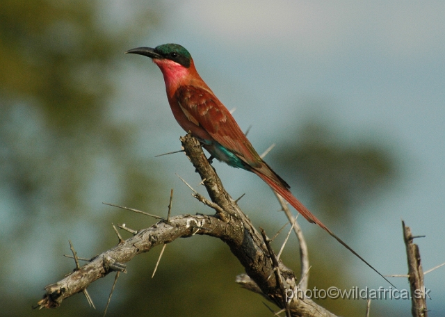 puku rsa 432.jpg - Southern Carmine Bee-eater (Merops nubicoides)